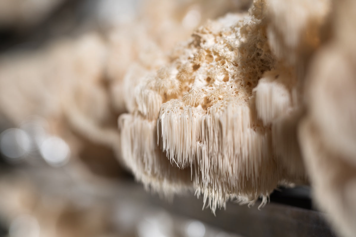 Lion's Mane tincture
