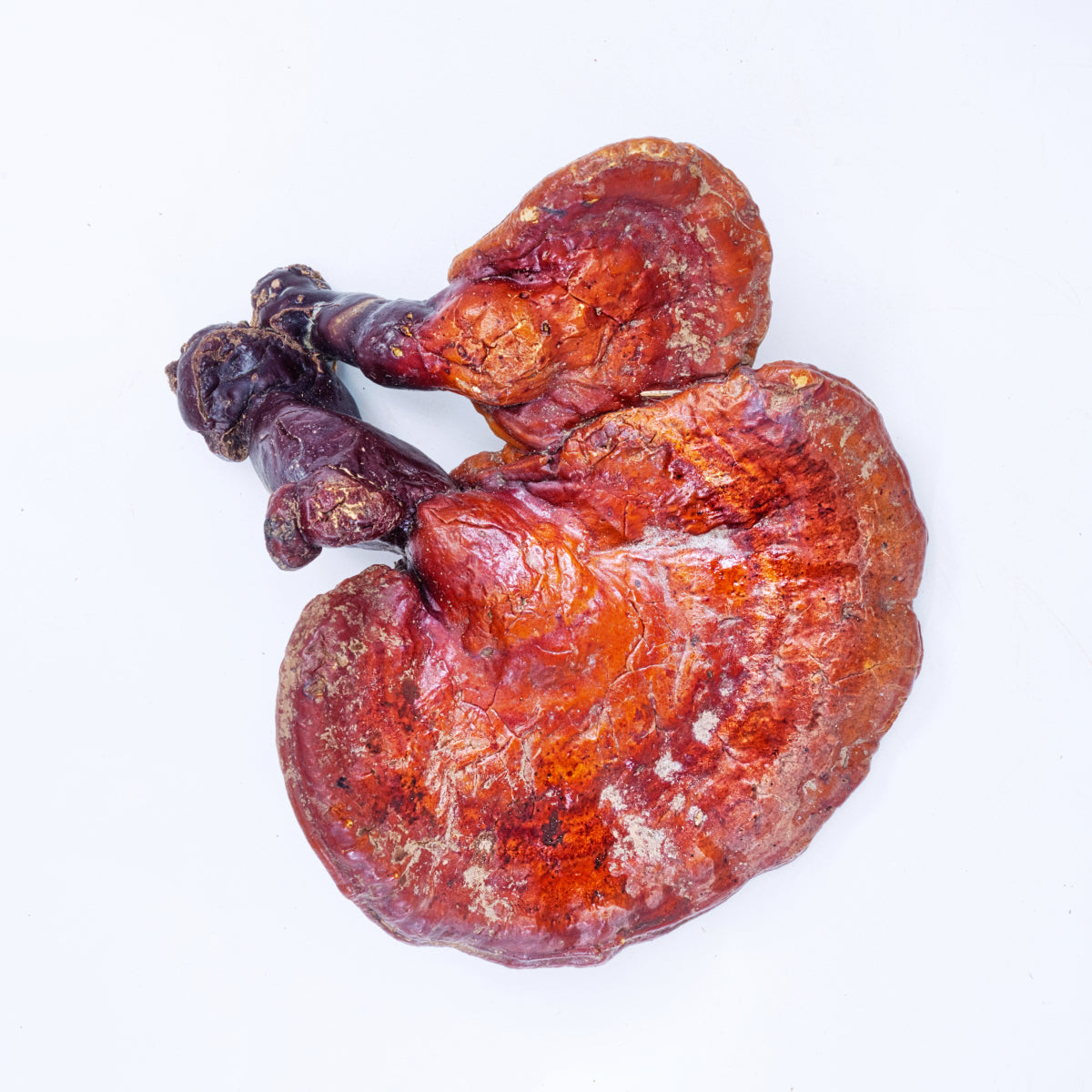 Reishi tincture