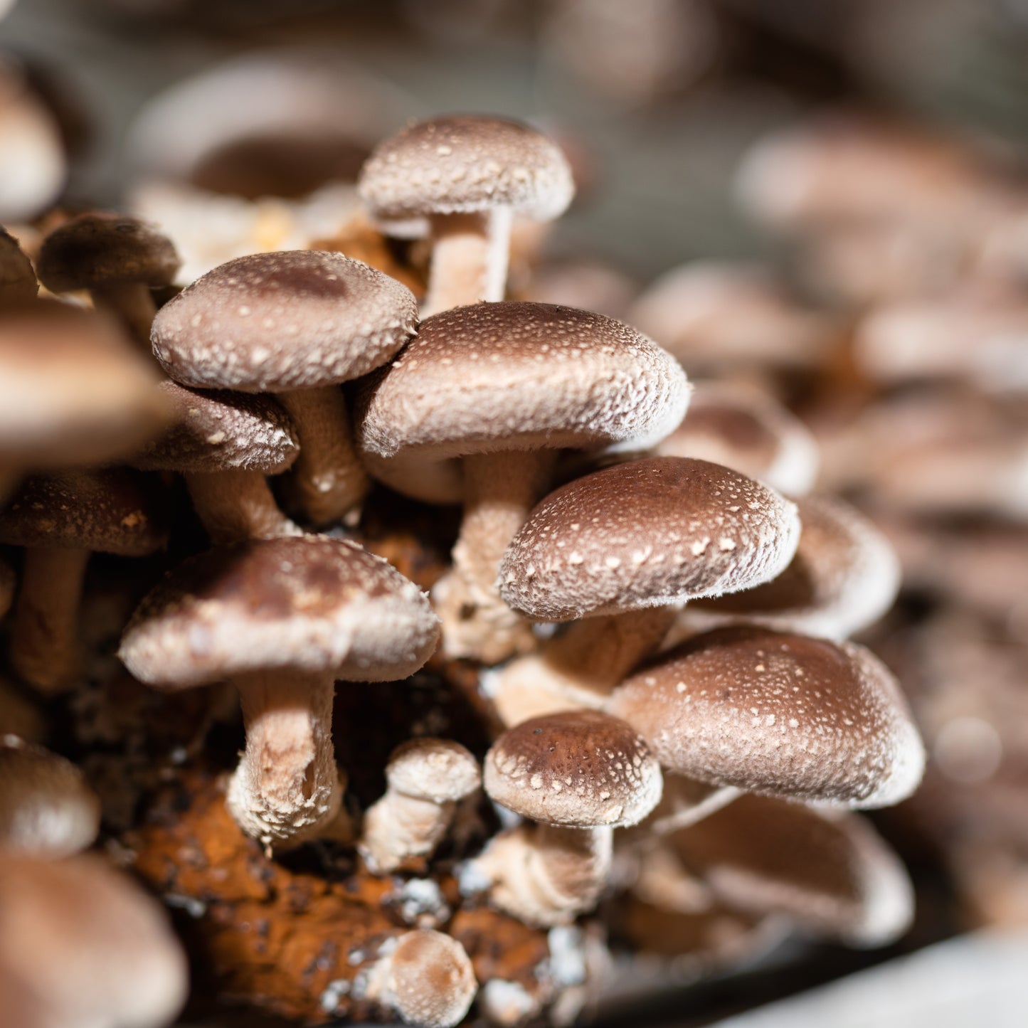 Shiitake tincture